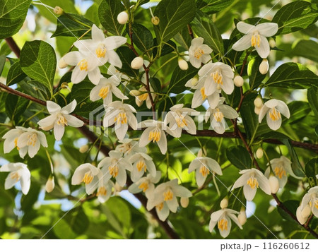 エゴノキの花 エゴノキの花 116260612