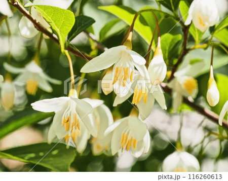 エゴノキの花 116260613