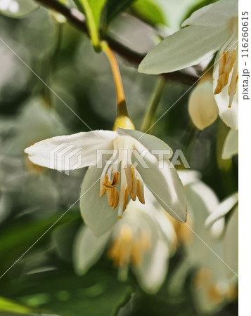 エゴノキの花 エゴノキの花 116260615