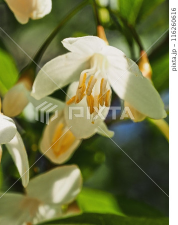 エゴノキの花 116260616