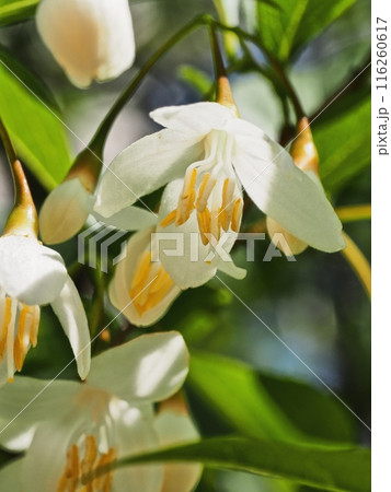 エゴノキの花 エゴノキの花 116260617