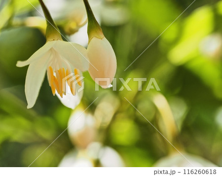 エゴノキの花 116260618