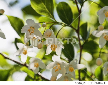 エゴノキの花 116260621