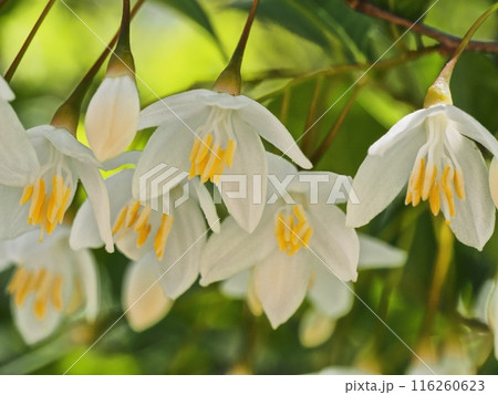 エゴノキの花 エゴノキの花 116260623