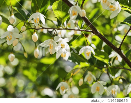 エゴノキの花 エゴノキの花 116260626