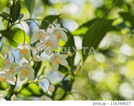 エゴノキの花 116260627