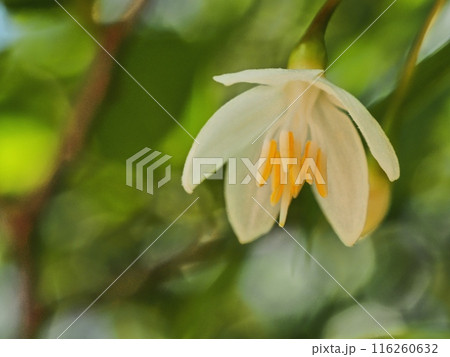 エゴノキの花 116260632