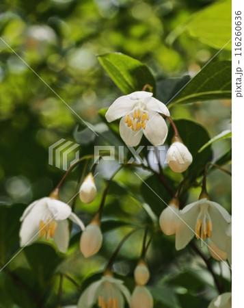 エゴノキの花 116260636