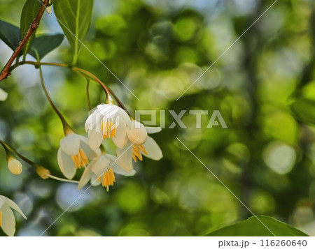 エゴノキの花 116260640