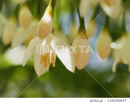 エゴノキの花 116260647