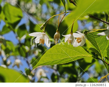 エゴノキの花 エゴノキの花 116260651
