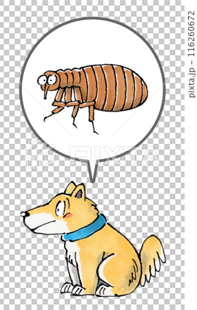 犬とノミ 116260672