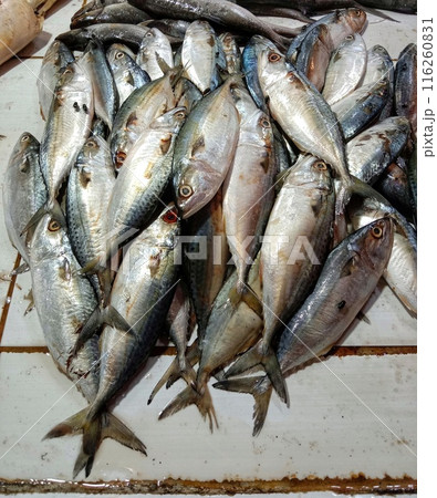 Rastrelliger fish on the market. Rastrelliger fish on the market. 116260831