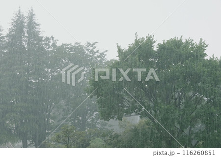 公園の森に降る激しい雨 116260851