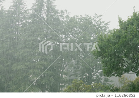 公園の森に降る激しい雨 公園の森に降る激しい雨 116260852