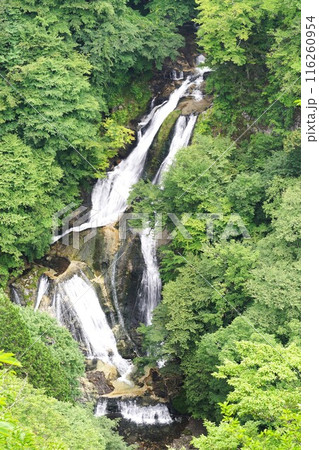 夏の霧降高原 新緑に抱かれた霧降高原下段の風景 夏の霧降高原 新緑に抱かれた霧降高原下段の風景 116260954