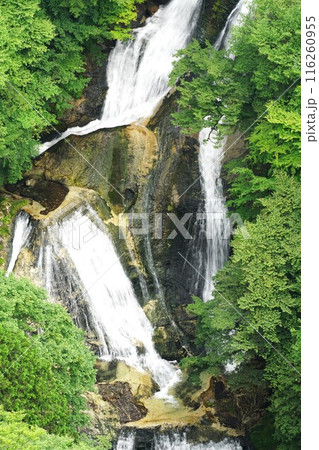 夏の霧降高原 新緑に抱かれた霧降の滝下段の風景 夏の霧降高原 新緑に抱かれた霧降の滝下段の風景 116260955