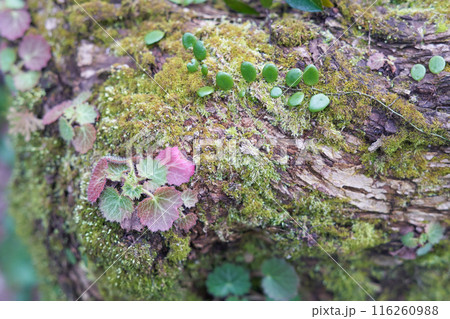 木の幹に生える植物 木の幹に生える植物 116260988