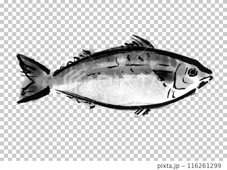魚の鯖の手書き和風筆イラスト素材　右向き 116261299