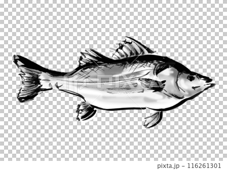 魚の鱸の手書き和風筆イラスト素材　右向き 116261301