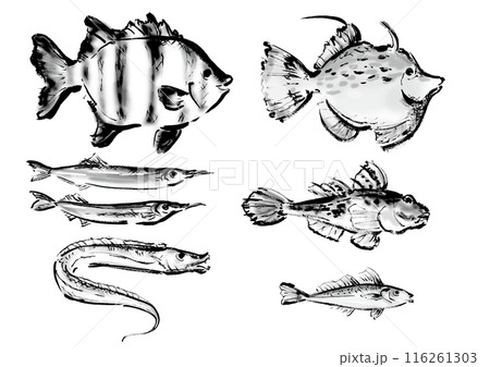 いろいろな手書きの魚の集合 和風筆書きの魚セット 右向き いろいろな手書きの魚の集合 和風筆書きの魚セット 右向き 116261303