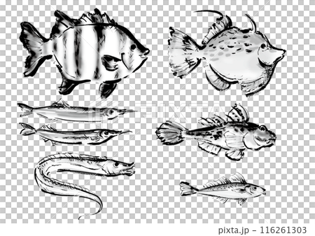 いろいろな手書きの魚の集合 和風筆書きの魚セット 右向き いろいろな手書きの魚の集合 和風筆書きの魚セット 右向き 116261303
