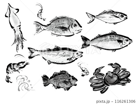 いろいろな手書きの魚の集合　和風筆書きの魚セット　右向き 116261306