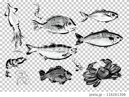 いろいろな手書きの魚の集合　和風筆書きの魚セット　右向き 116261306