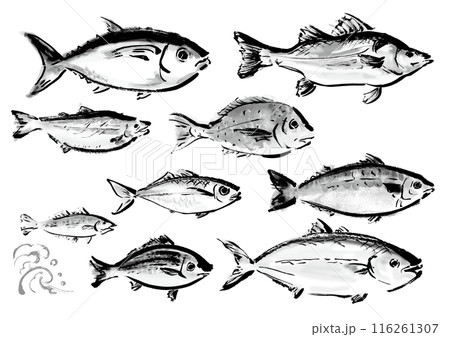いろいろな手書きの魚の集合　和風筆書きの魚セット　右向き 116261307