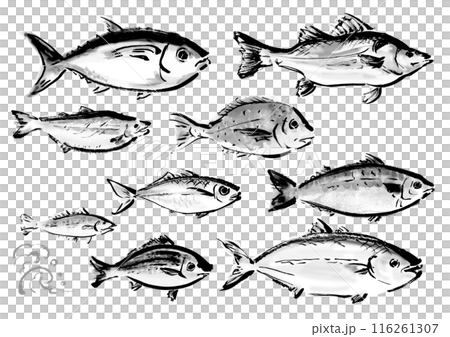 いろいろな手書きの魚の集合　和風筆書きの魚セット　右向き 116261307