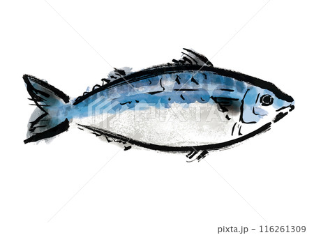 魚の鯖の手書き和風筆イラスト素材　右向き 116261309