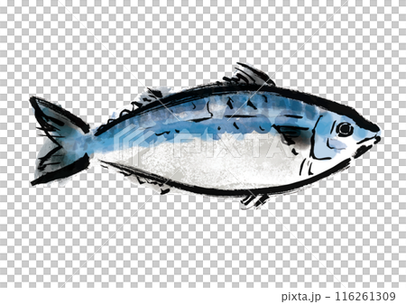 魚の鯖の手書き和風筆イラスト素材　右向き 116261309