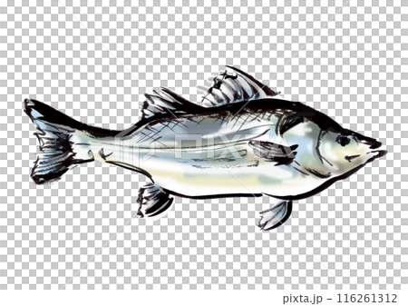 Hand-drawn Japanese-style brush illustration of a fish, sea bass, facing right Hand-drawn Japanese-style brush illustration of a fish, sea bass, facing right 116261312