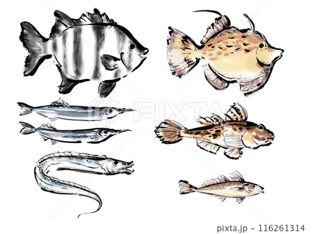 いろいろな手書きの魚の集合　和風筆書きの魚セット　右向き 116261314
