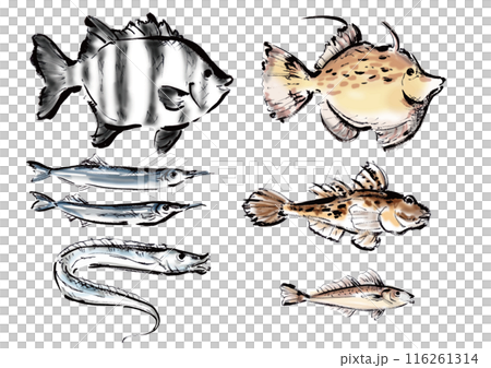 いろいろな手書きの魚の集合　和風筆書きの魚セット　右向き 116261314