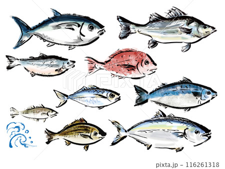 いろいろな手書きの魚の集合 和風筆書きの魚セット 右向き いろいろな手書きの魚の集合 和風筆書きの魚セット 右向き 116261318