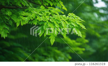 梅雨時の新緑は寂しそう 116261319