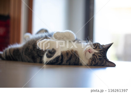 寝転んでいる猫 116261397