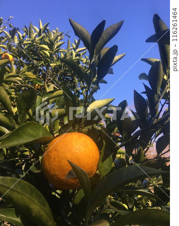 青空の下で美味しそうに実がなったポンカンの木 116261464