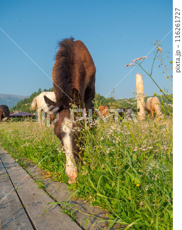 Herd of horse grazing on a grassy lawn Herd of horse grazing on a grassy lawn 116261727