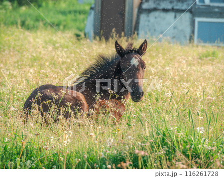 A bay foal lies on the grass and looks at the camera. A cloud of midges over a horse. 116261728