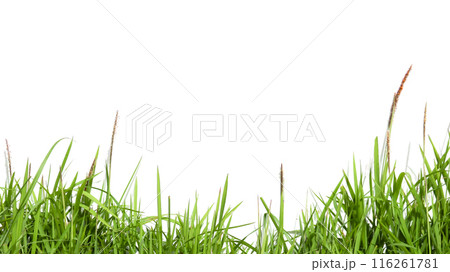 A cut-out of a clump of green tall grass on a white background with clipping paths. 116261781