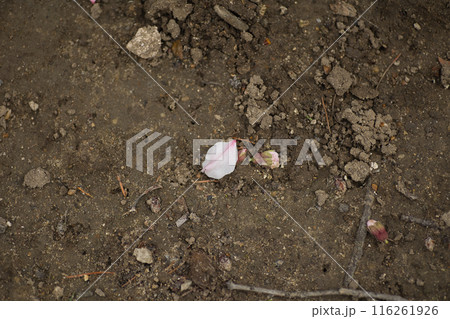 a pink egg lies on the dark ground between the trees a pink egg lies on the dark ground between the trees 116261926