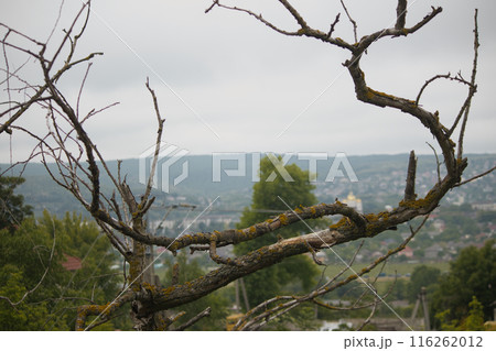 view of misty hills and green trees, buildings in the distance, a dry tree in the foreground view of misty hills and green trees, buildings in the distance, a dry tree in the foreground 116262012