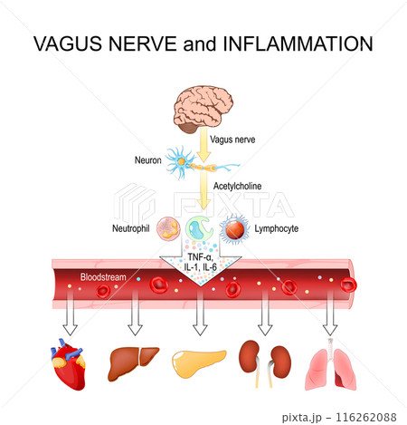 Vagus Nerve and Inflammation 116262088