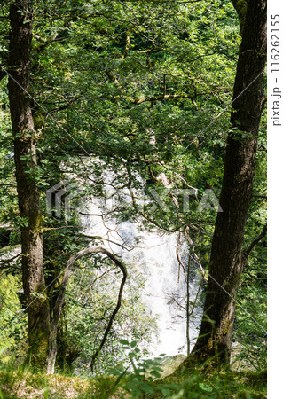 木々と緑に囲まれたスグド・クラン＝グウィン・ウォータフォール　南ウェールズの滝 116262155