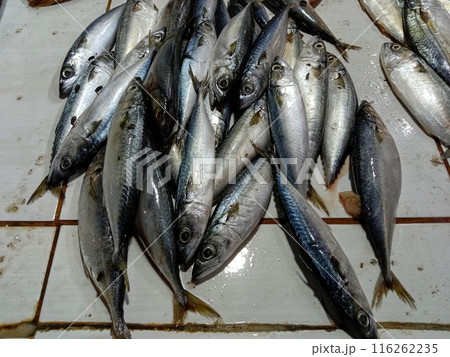 Fresh fish on market counter. Sardina pilchardus. 116262235
