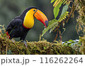 Tropical Toucan on Mossy Branch 116262264