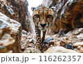Cheetah Stare in Rocky Canyon 116262357
