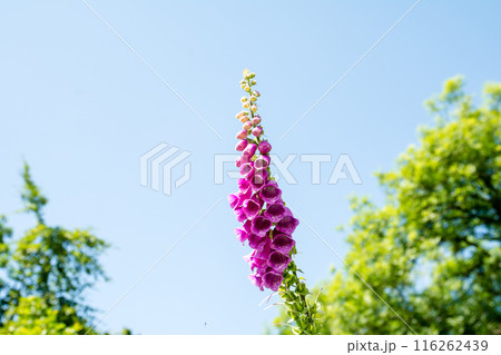 快晴の空の下のジギタリス　南ウェールズの森にて 116262439